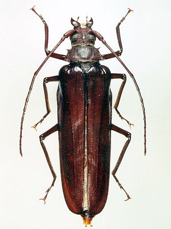 female