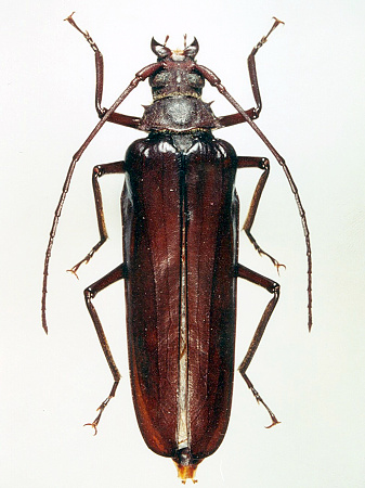 female