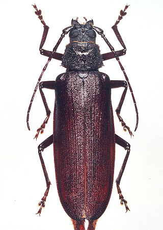 female