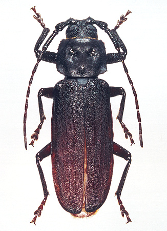 male