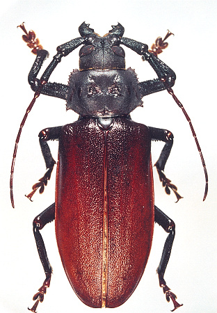 male