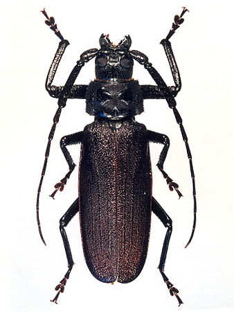 male