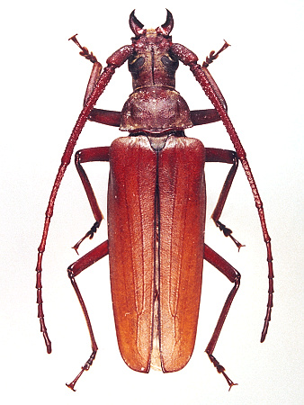 male