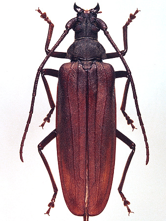 female