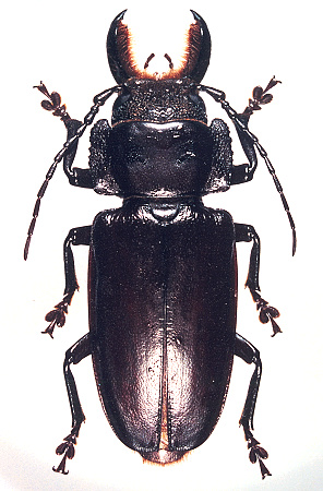 male