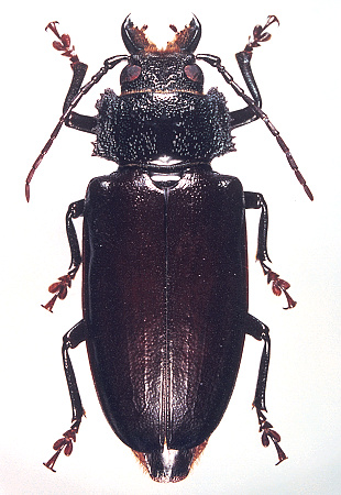 female