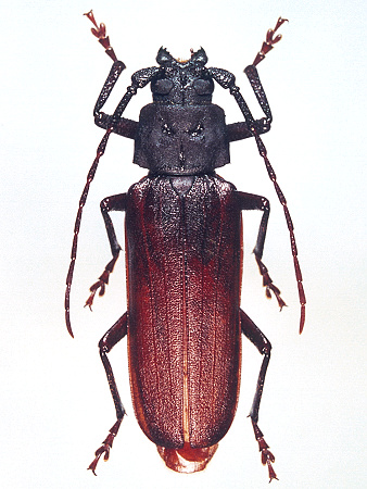 male