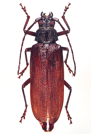 female