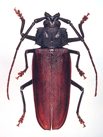 male