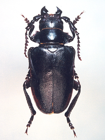 male