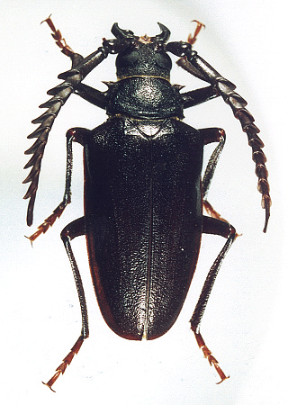 male