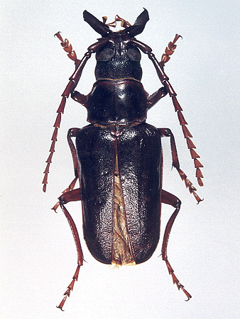 male