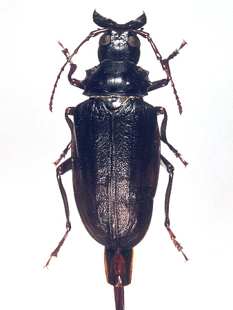 female