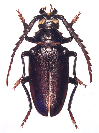 male