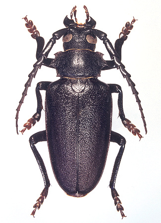 male