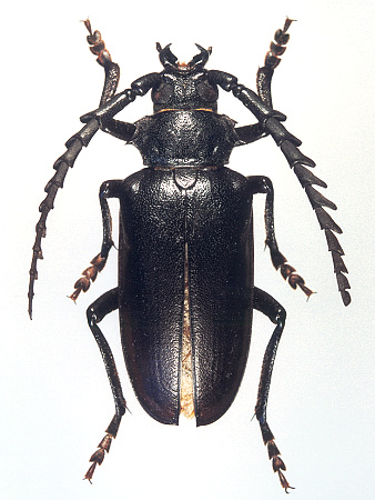 male