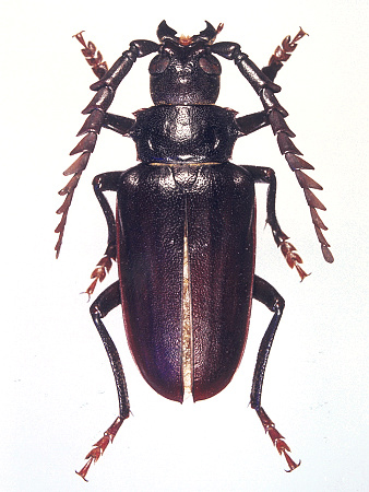 male