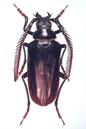 male