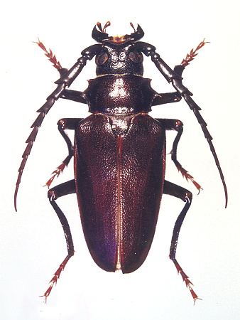 male