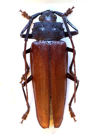 male