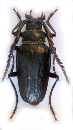 male