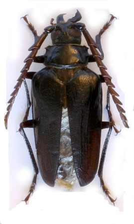 male