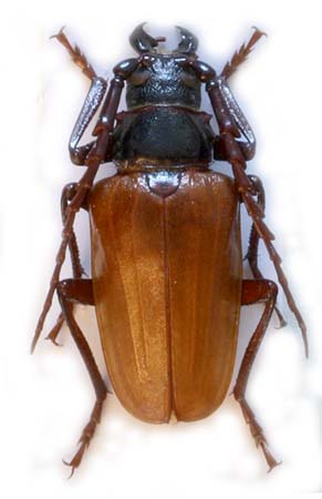 male