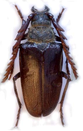 male