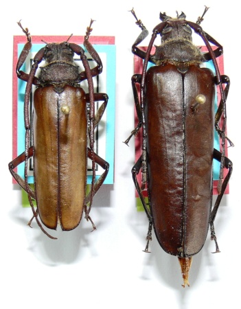 male female