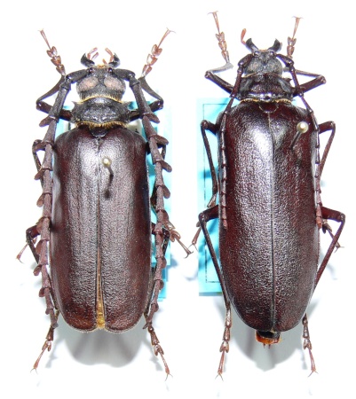 male female