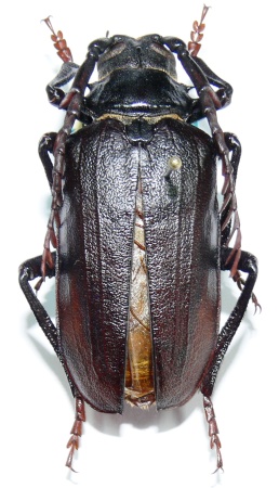 male