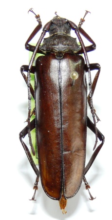 female