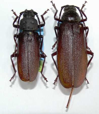 male female