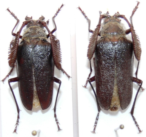 male male
