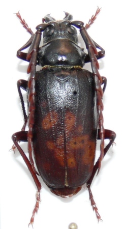 male