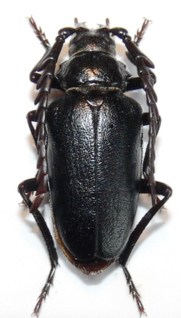 male