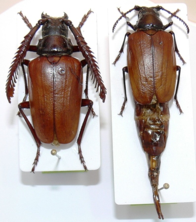 male female