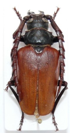 male