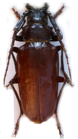 male