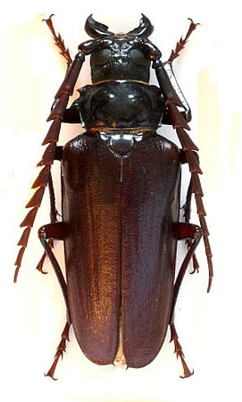 male