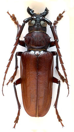 male