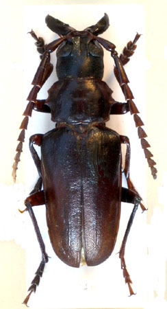 male