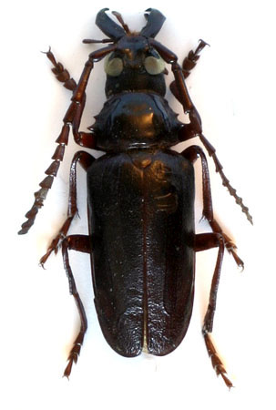 male