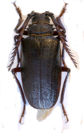 male