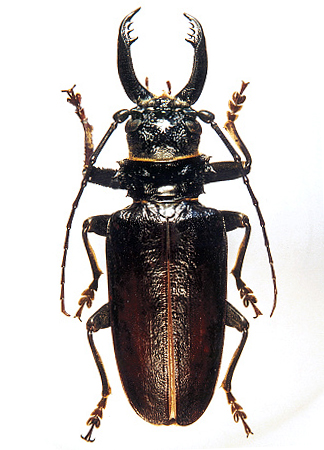 male