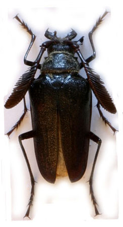 male